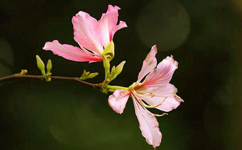 紫荆花开作文(集合4篇)