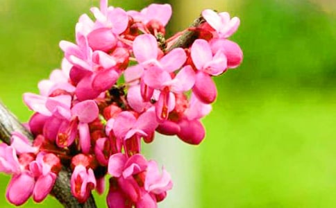 紫荆花开作文（精选24篇）