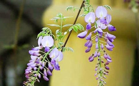 [精品]紫藤花开作文8篇