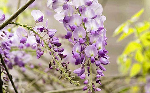 紫藤花开作文