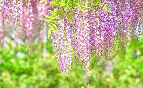 紫藤花开作文集合(8篇)