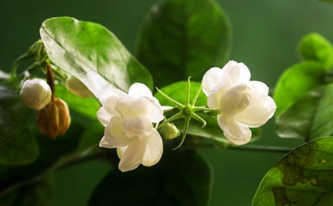 美丽的茉莉花作文14篇