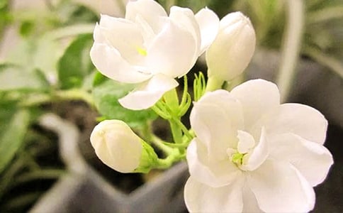 好一朵美丽的茉莉花作文10篇