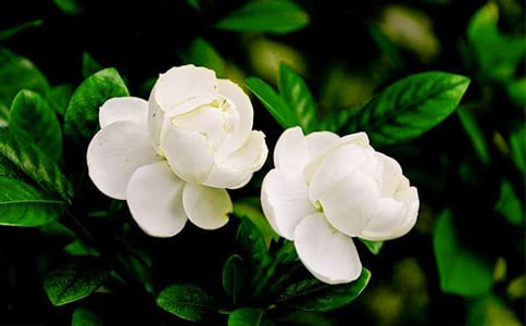 茉莉花之情作文