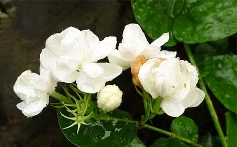 茉莉花的种植技术与品种选择