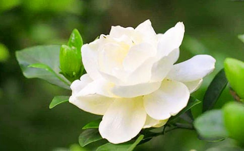 栀子花开作文实用15篇