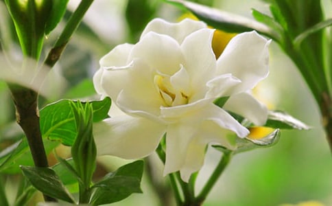 栀子花开作文(集合)