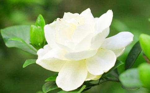 栀子花开作文精选(15篇)