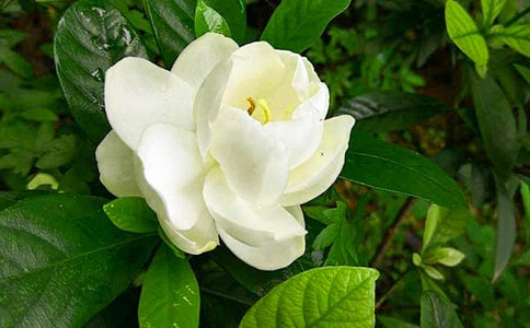 栀子花开作文集锦[15篇]