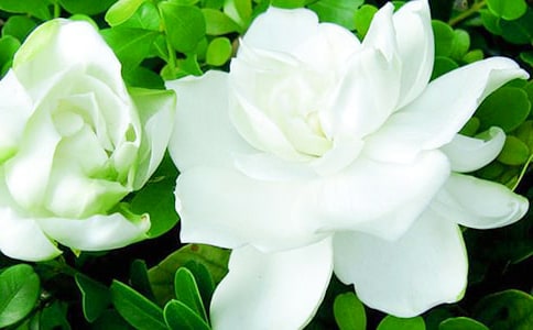 栀子花的养护与种植方法