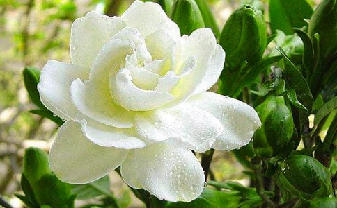 栀子花开作文优秀(15篇)