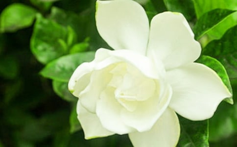 栀子花开作文15篇[优选]
