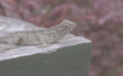 小蜥蜴作文