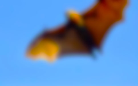 【精华】蝙蝠作文600字三篇