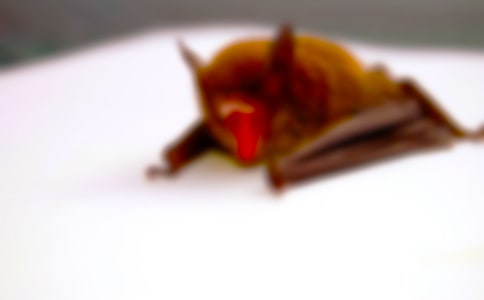 蝙蝠的作文