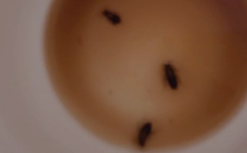 与蟑螂的一场搏斗作文