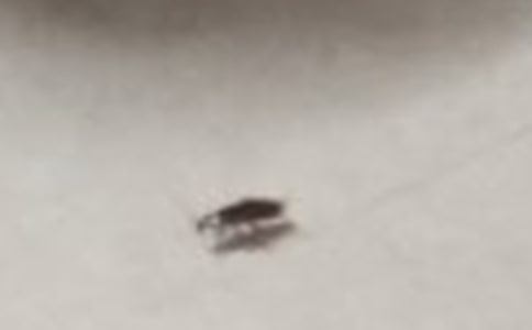 打蟑螂作文【范例5篇】