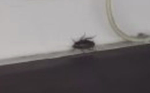 捉蟑螂作文（优选4篇）