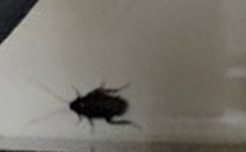 蟑螂的作文【精选15篇】