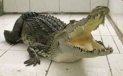 (优)猴子和鳄鱼的故事