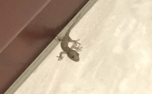 小壁虎作文（通用38篇）