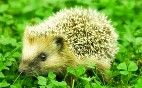 精选小刺猬的作文600字22篇
