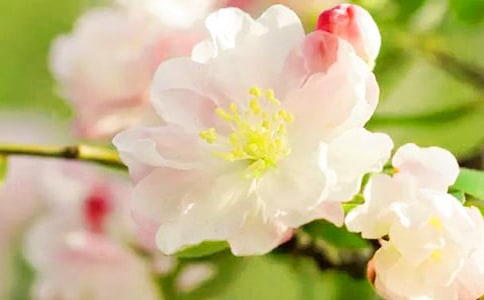 郑谷《海棠》阅读答案及全诗赏析