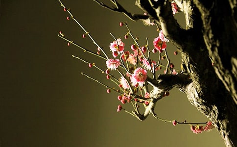 （精选）美丽的梅花作文