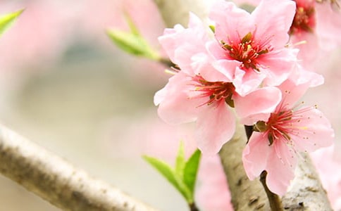 精选赞美桃花的作文300字4篇