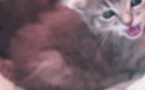 关于小学生小猫作文300字汇总9篇