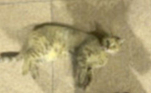 关于小学生小猫作文300字汇总六篇