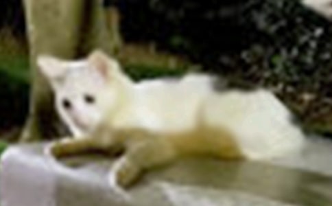 实用的有趣的小猫的作文400字三篇
