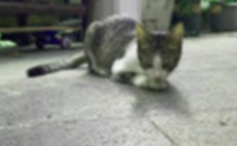 【精华】小学生小猫作文300字集合8篇