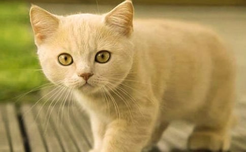 实用的小学生小猫作文300字汇编7篇
