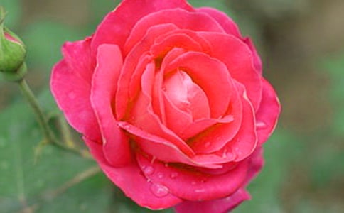 【实用】月季花三年级作文三篇