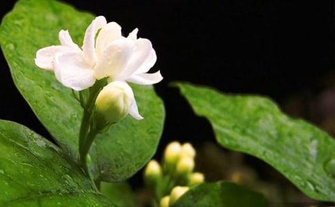 又见茉莉花开作文