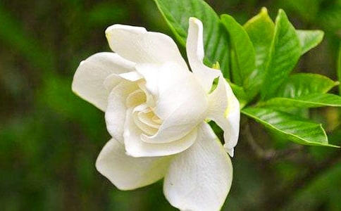 栀子花开作文（通用46篇）
