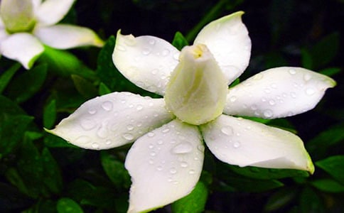 栀子花状物作文